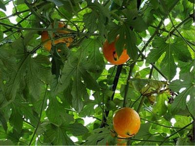 孩子吃吊瓜,吊瓜助力宝宝营养健康