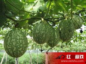 孩子吃吊瓜,吊瓜助力宝宝营养健康