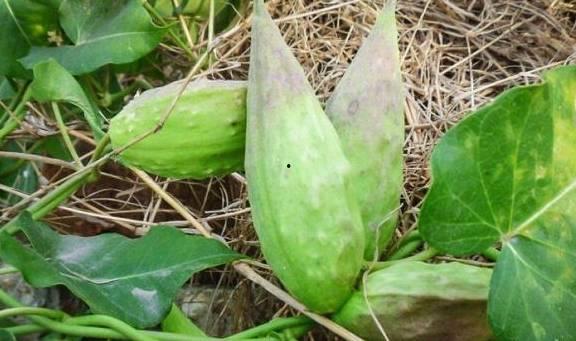 吃老瓜瓢降血压嘛,传统食材的现代健康启示”