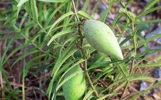 吃老瓜瓢降血压嘛,传统食材的现代健康启示”