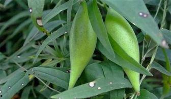 吃老瓜瓢降血压嘛,传统食材的现代健康启示”