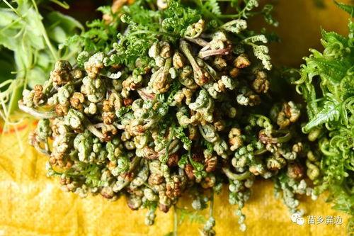 屏边吃瓜,揭秘当地特色美食背后的故事