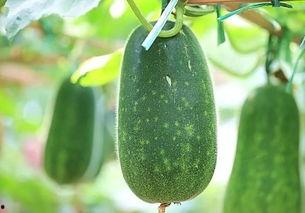 五象吃瓜,揭秘娱乐圈的甜蜜与苦涩