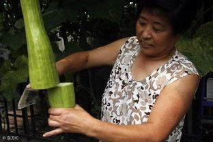 会长吃瓜竹子,揭秘竹子美食的奥秘与魅力