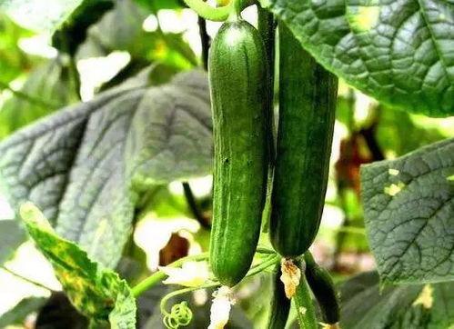 吃瓜也改瓜的人叫什么,揭秘“吃瓜也改瓜”的神秘人物