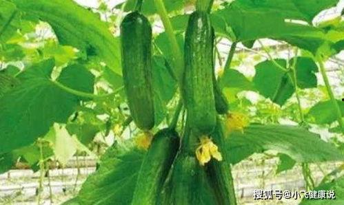 吃瓜也改瓜的人叫什么,揭秘“吃瓜也改瓜”的神秘人物