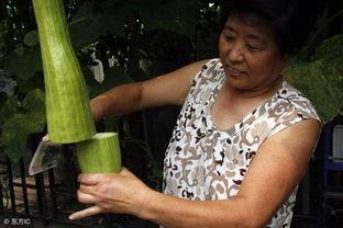 会长吃瓜原创,揭秘娱乐圈幕后真相，带你领略明星们的真实生活