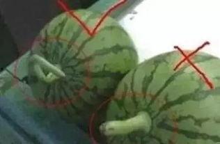 会长吃瓜原创,揭秘娱乐圈幕后真相，带你领略明星们的真实生活