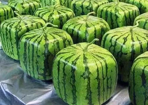 吃瓜的起源,吃瓜文化的起源与发展