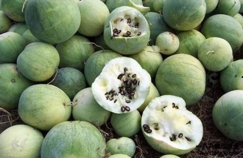 吃瓜的起源,吃瓜文化的起源与发展