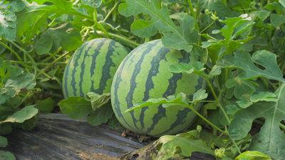 新乡最新吃瓜视频,揭秘当地热门事件背后的真相