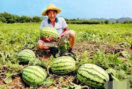 路边吃瓜社,揭秘街头巷尾的热辣话题与民间故事