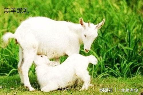 踏月留香吃瓜小羊,一场别开生面的月下盛宴