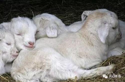 踏月留香吃瓜小羊,一场别开生面的月下盛宴