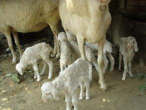 踏月留香吃瓜小羊,一场别开生面的月下盛宴