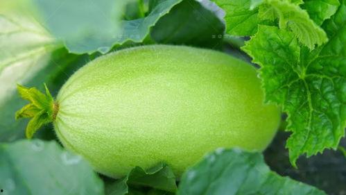 日夜吃瓜,揭秘娱乐圈幕后真相