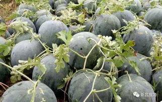 日夜吃瓜,揭秘娱乐圈幕后真相