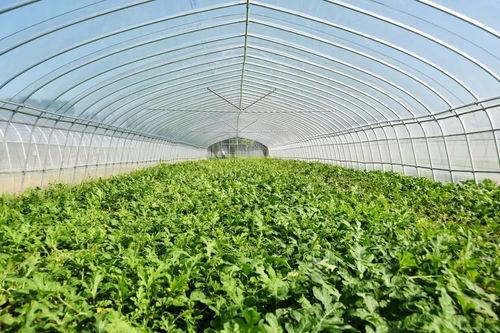 春霞吃瓜群众,揭秘娱乐圈幕后故事