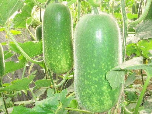 小洋哥吃瓜图,揭秘娱乐圈幕后风云