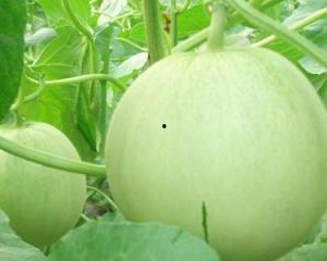 孕妇可以吃白玉瓜吗,孕妇适宜食用白玉瓜吗？