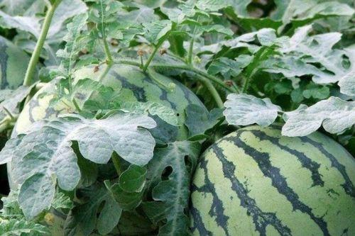 李子吃瓜,揭秘瓜果界的甜蜜诱惑