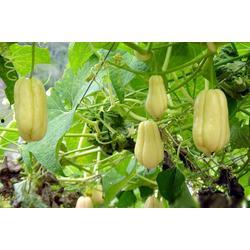 吃佛手瓜放屁,佛手瓜美食背后的“排气”秘密