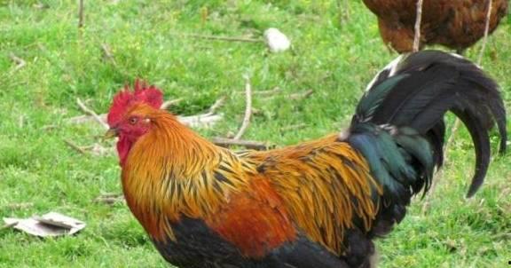 公鸡吃瓜视频大全