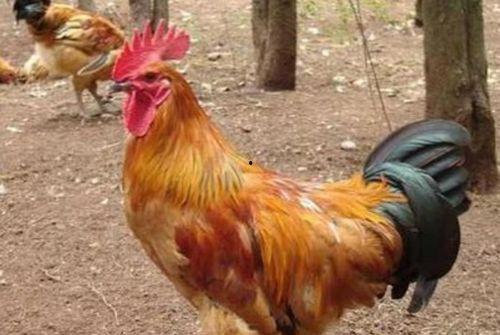 公鸡吃瓜视频大全