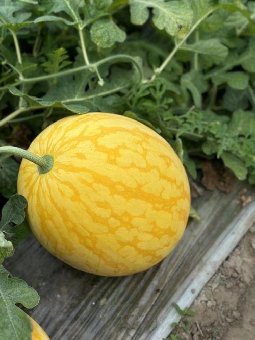 浙江中信吃瓜,揭秘背后真相与网络舆论风暴