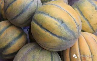 吃冰镇哈密梨瓜,冰镇哈密梨瓜，清爽一夏尽享甘甜