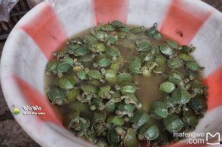 吃冰镇哈密梨瓜,冰镇哈密梨瓜，清爽一夏尽享甘甜