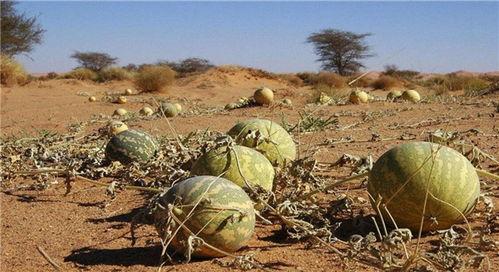 梦见山顶摘太阳瓜吃,山顶摘得太阳瓜，探寻神秘梦境的奥秘