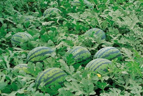 湖墅南路吃瓜,夏日吃瓜盛宴，探寻杭州地道美食