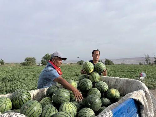 湖墅南路吃瓜,夏日吃瓜盛宴，探寻杭州地道美食