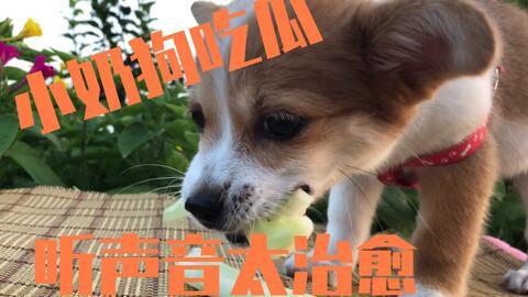 幼犬可以吃那些瓜,幼犬适宜食用的瓜类盘点