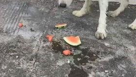 幼犬可以吃那些瓜,幼犬适宜食用的瓜类盘点