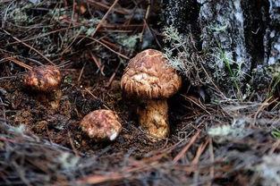 松茸吃后面瓜吃行吗,探索味蕾新境界