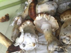 松茸吃后面瓜吃行吗,探索味蕾新境界