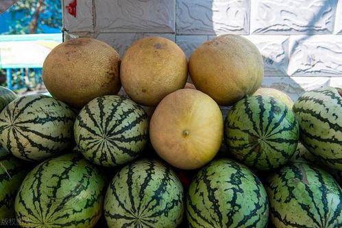 哪里有瓜吃哪里